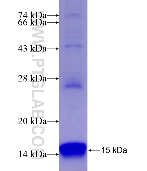 BMP3 fusion protein Ag29016 SDS-PAGE