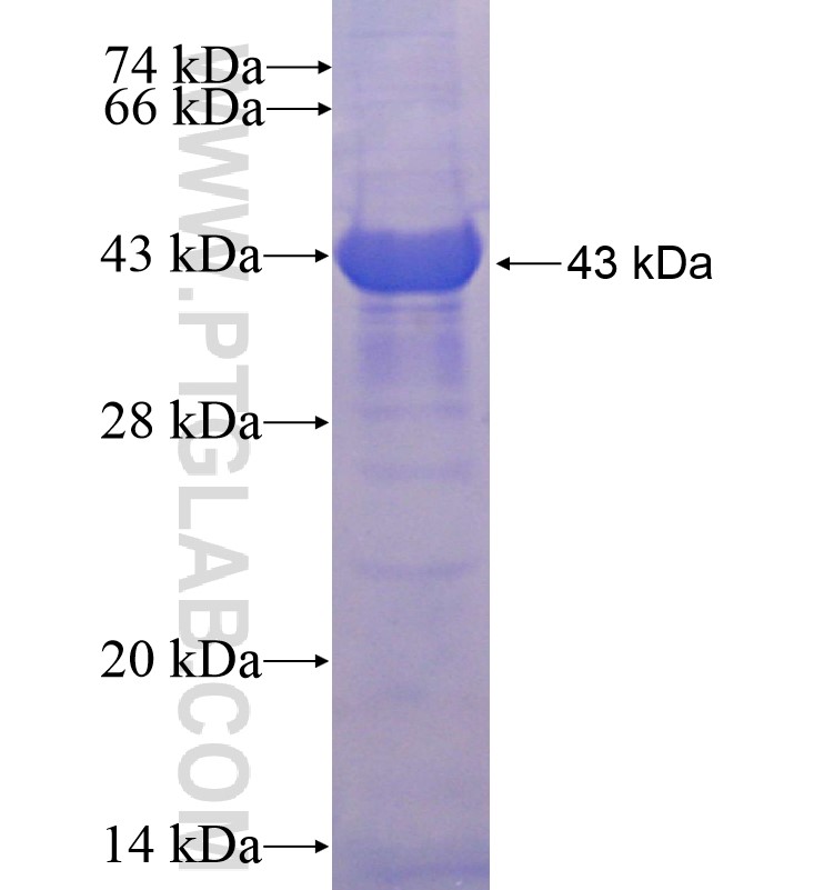 BMP3 fusion protein Ag16750 SDS-PAGE