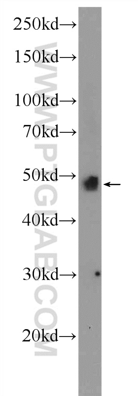 BMP4 Polyclonal antibody