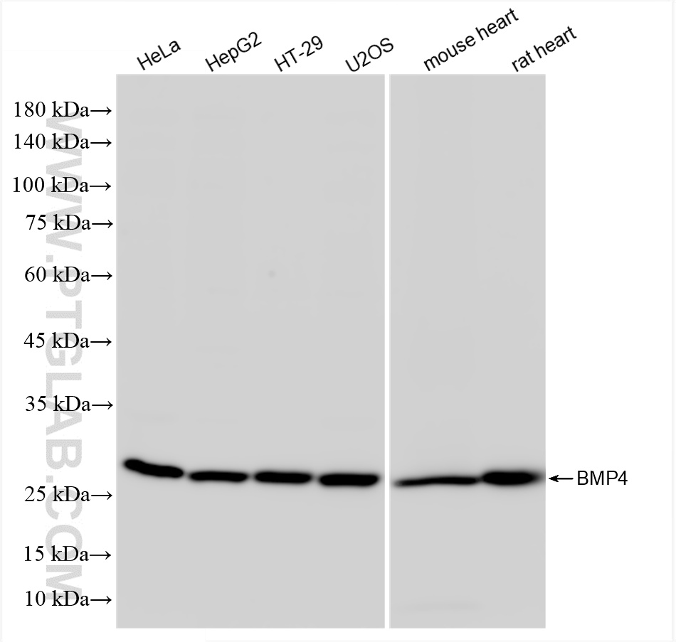 WB analysis using 86168-1-RR (same clone as 86168-1-PBS)