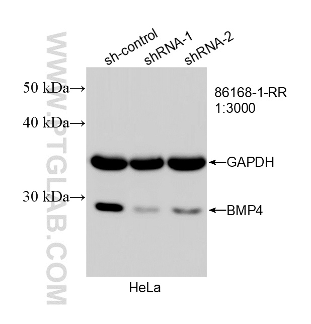 WB analysis of HeLa using 86168-1-RR
