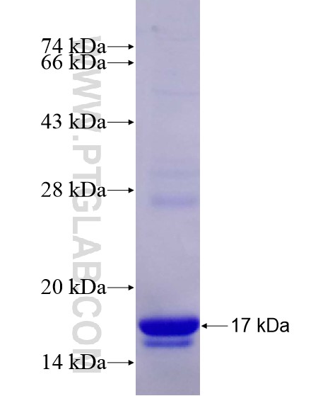 BMP4 fusion protein Ag28840 SDS-PAGE