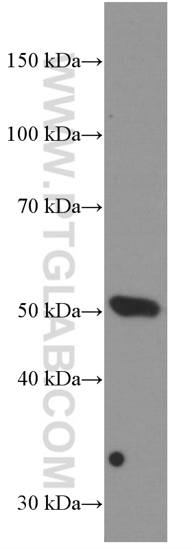 WB analysis of pig lung using 66370-1-Ig