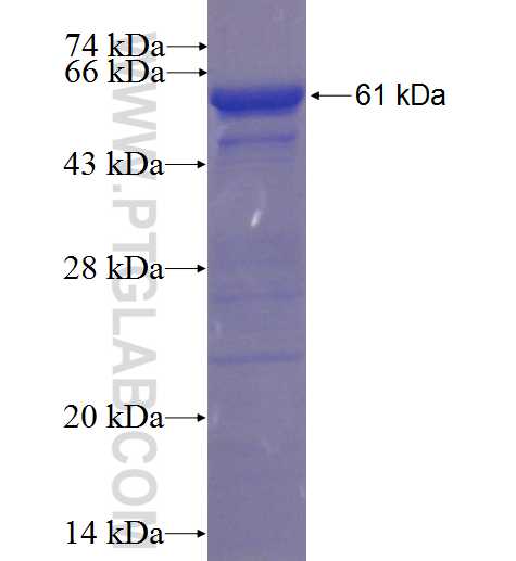 BMP5 fusion protein Ag3952 SDS-PAGE