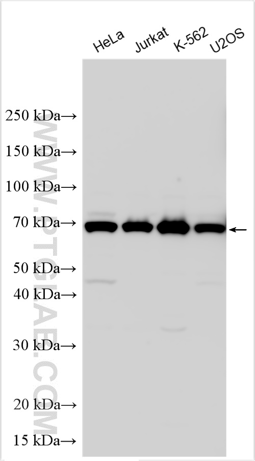 WB analysis using 12702-1-AP