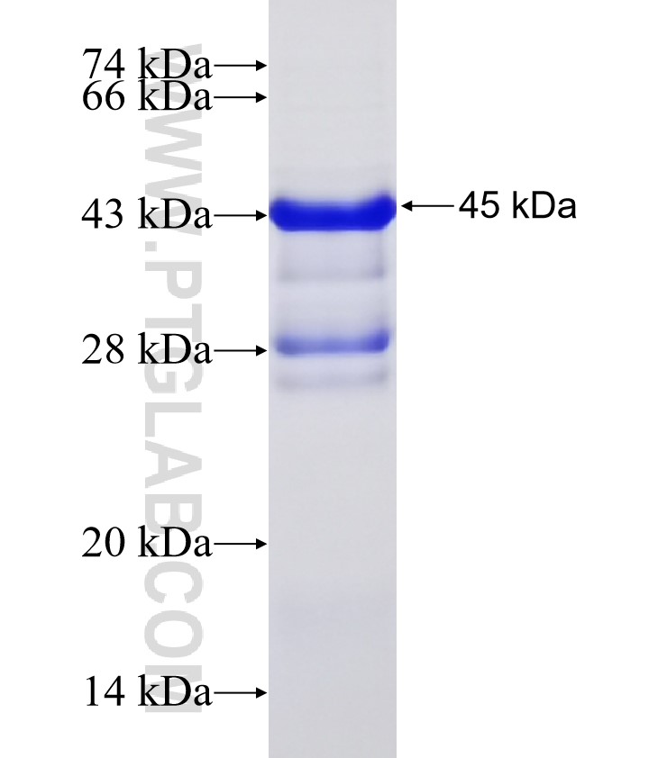BMPR1A fusion protein Ag32959 SDS-PAGE