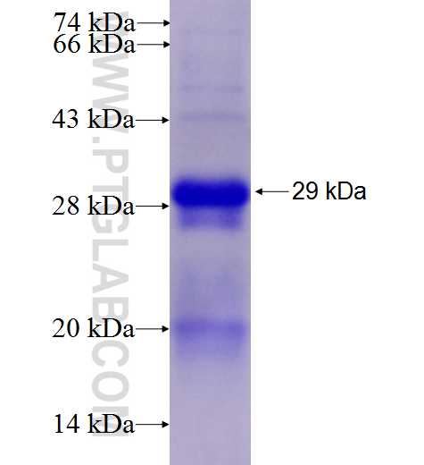 BMPR1B fusion protein Ag28172 SDS-PAGE