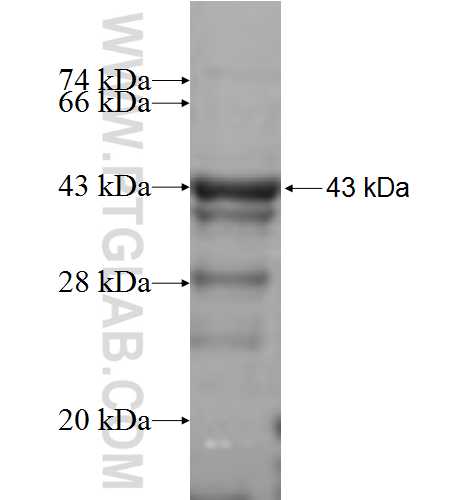 BMPR1B fusion protein Ag5545 SDS-PAGE
