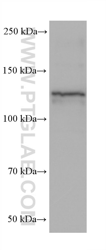 WB analysis of NIH/3T3 using 68497-1-Ig