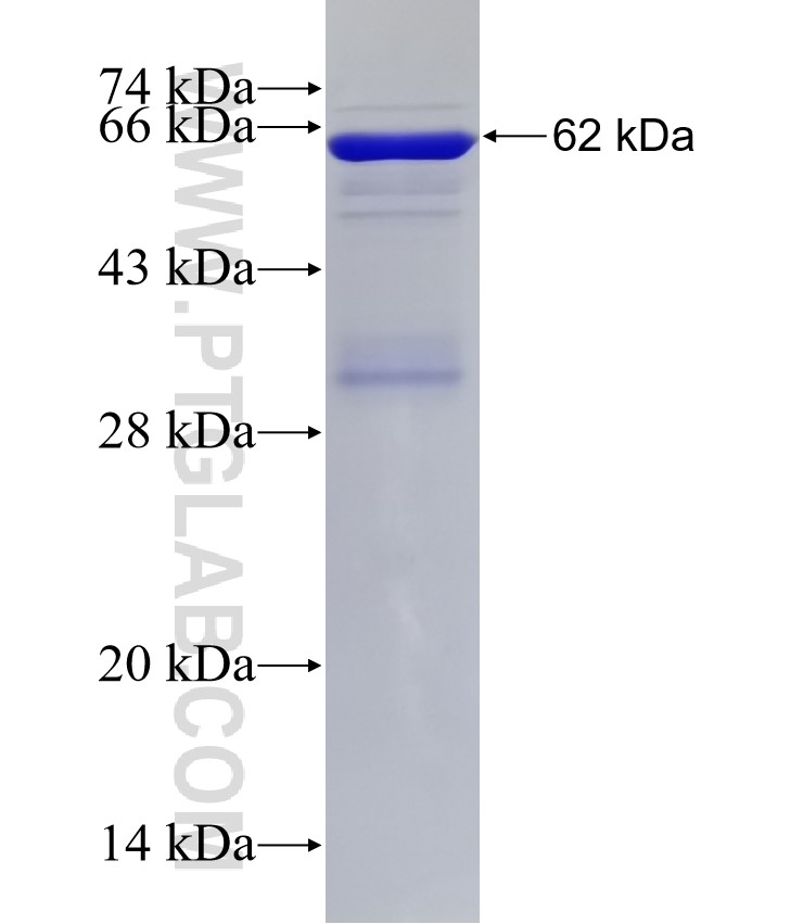 BMPR2 fusion protein Ag5752 SDS-PAGE