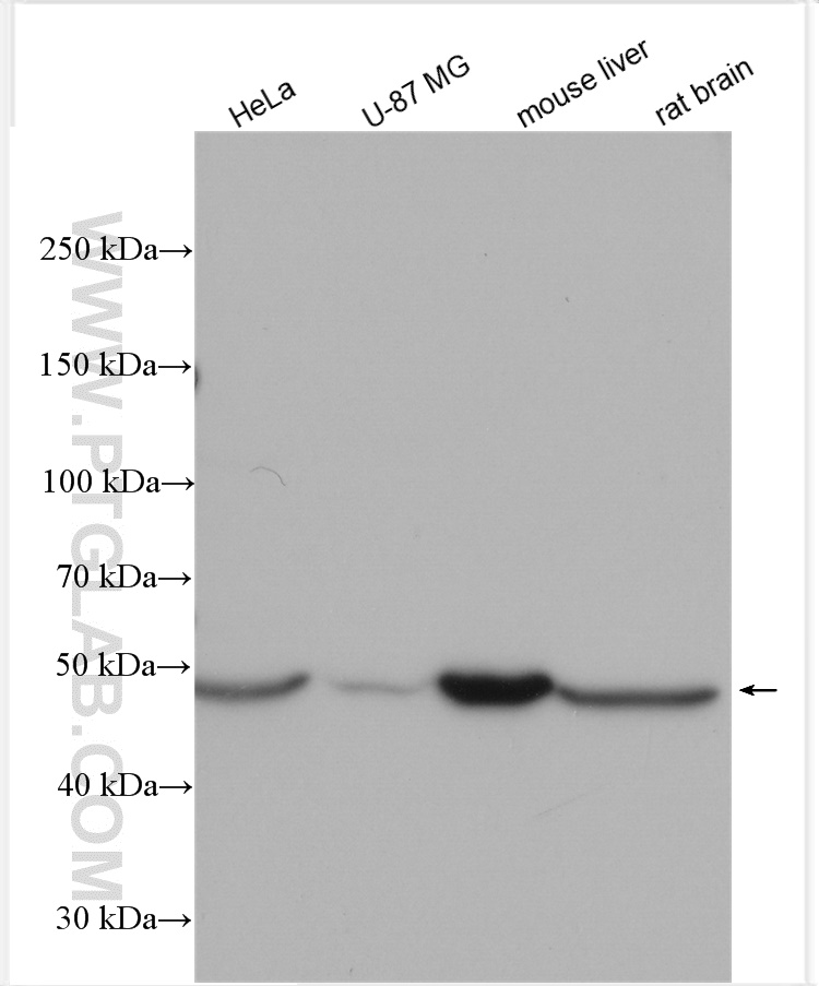 WB analysis using 21744-1-AP