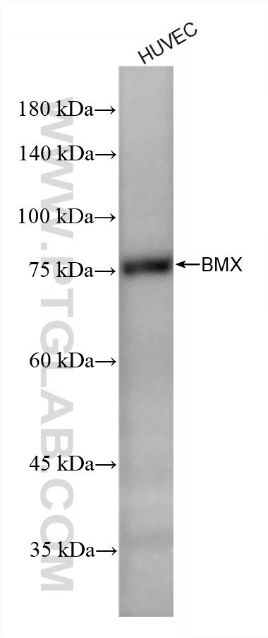 HUVEC cells were subjected to SDS PAGE followed by western blot with <a class='green' href='/productredirect?CatalogNo=87023-4-RR' target='_blank'>87023-4-RR</a> (BMX antibody) at dilution of 1:5000 incubated at room temperature for 1.5 hours. This data was developed using the same antibody clone with 87023-4-PBS in a different storage buffer formulation. WB analysis of HUVEC using 87023-4-RR (same clone as 87023-4-PBS)