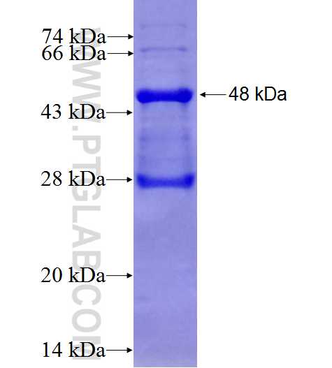 BMX fusion protein Ag26407 SDS-PAGE