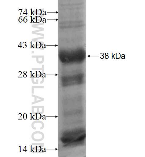 BMX fusion protein Ag3440 SDS-PAGE