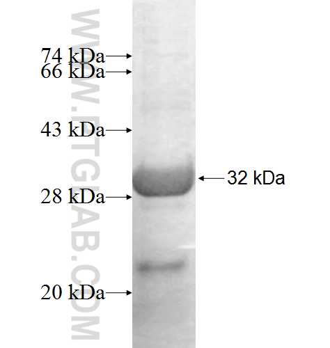 BNIP1 fusion protein Ag8969 SDS-PAGE