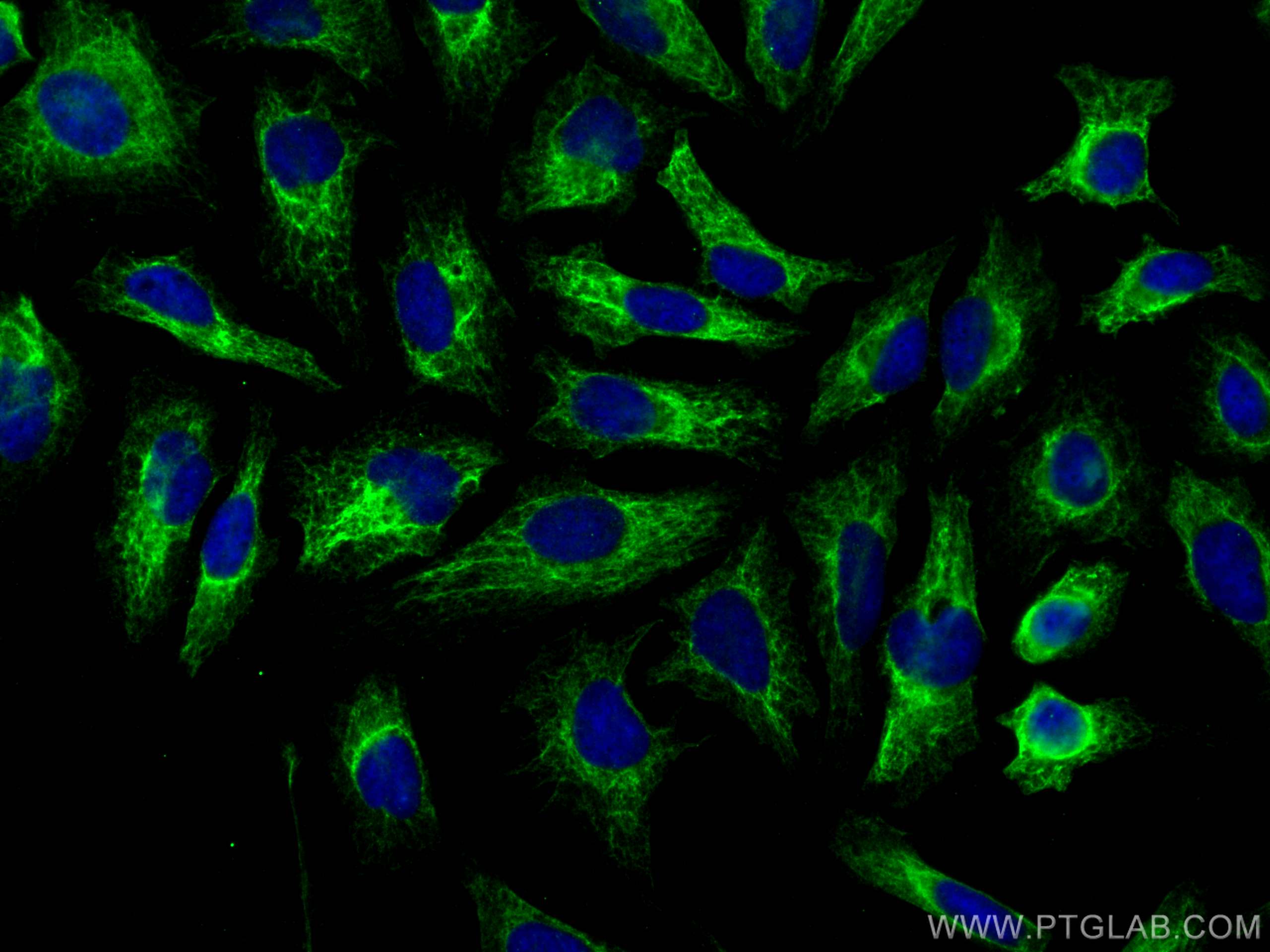 IF Staining of HeLa using 68118-1-Ig (same clone as 68118-1-PBS)