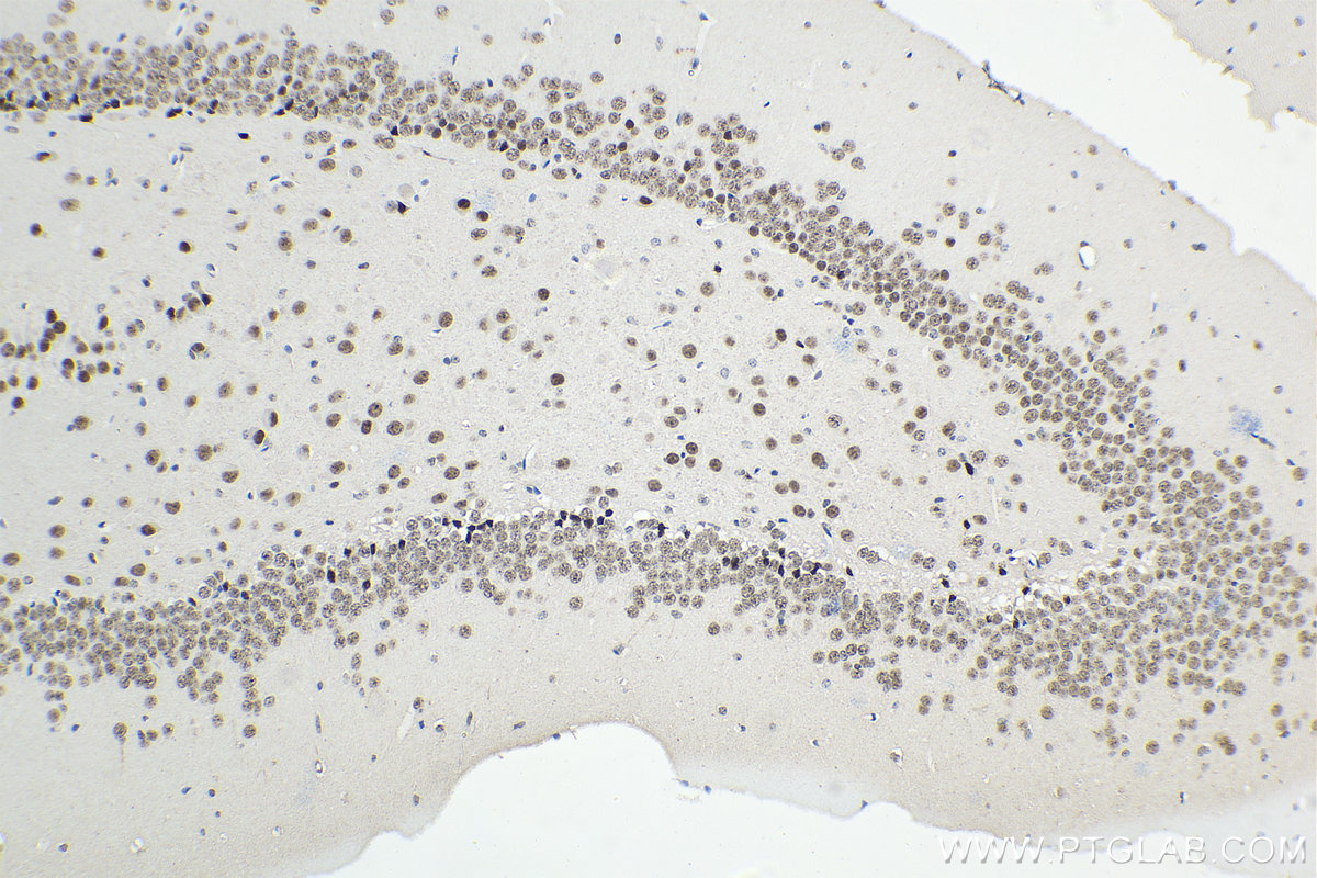 IHC staining of mouse brain using 68118-1-Ig (same clone as 68118-1-PBS)