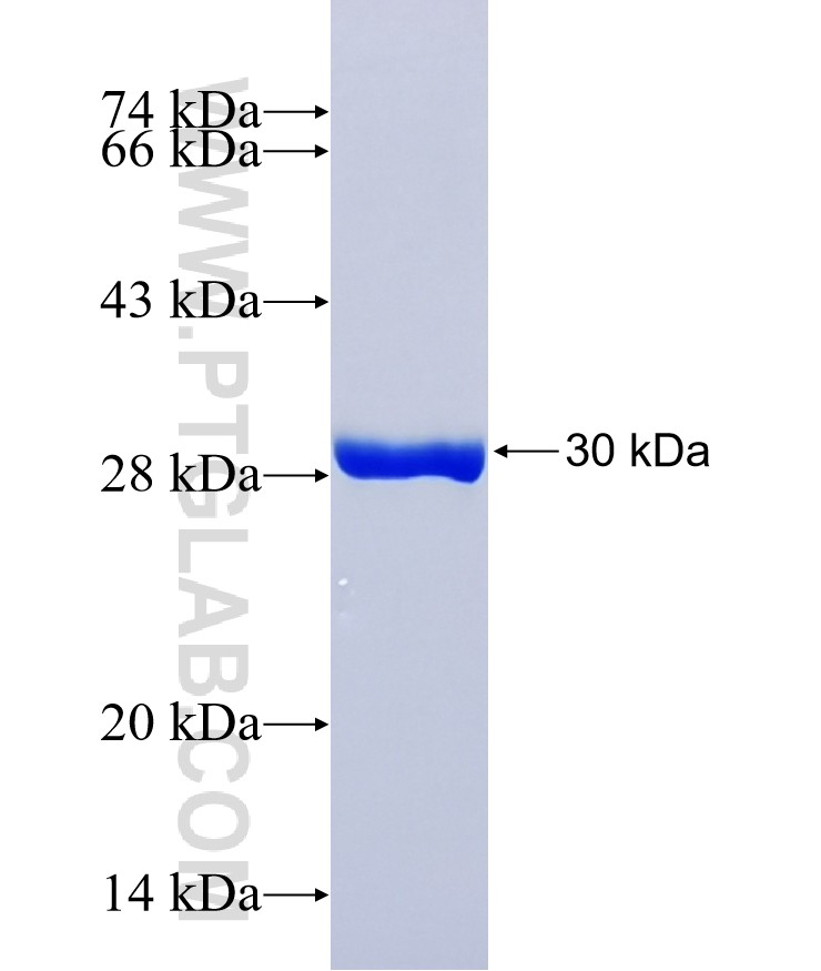 BNP fusion protein Ag37384 SDS-PAGE