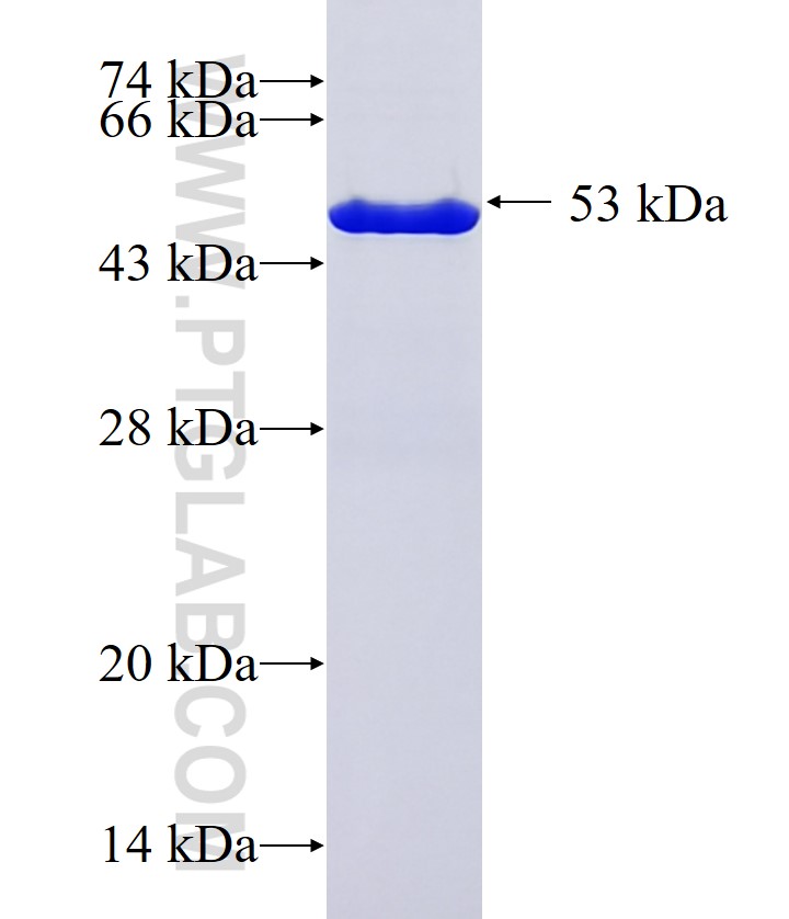 BOC fusion protein Ag37231 SDS-PAGE