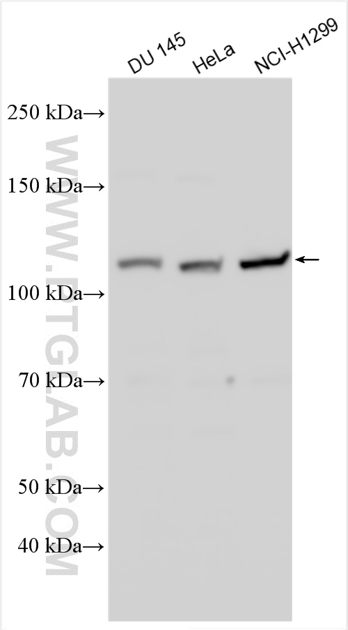 WB analysis using 28366-1-AP
