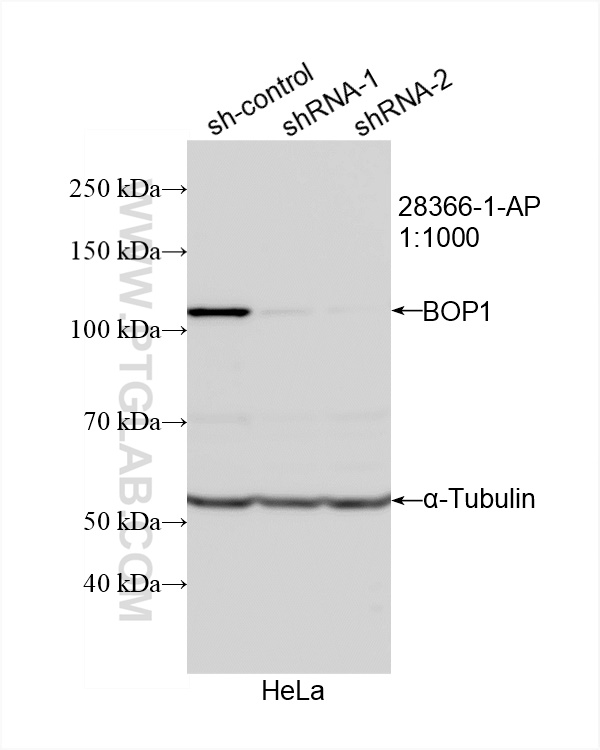 WB analysis of HeLa using 28366-1-AP