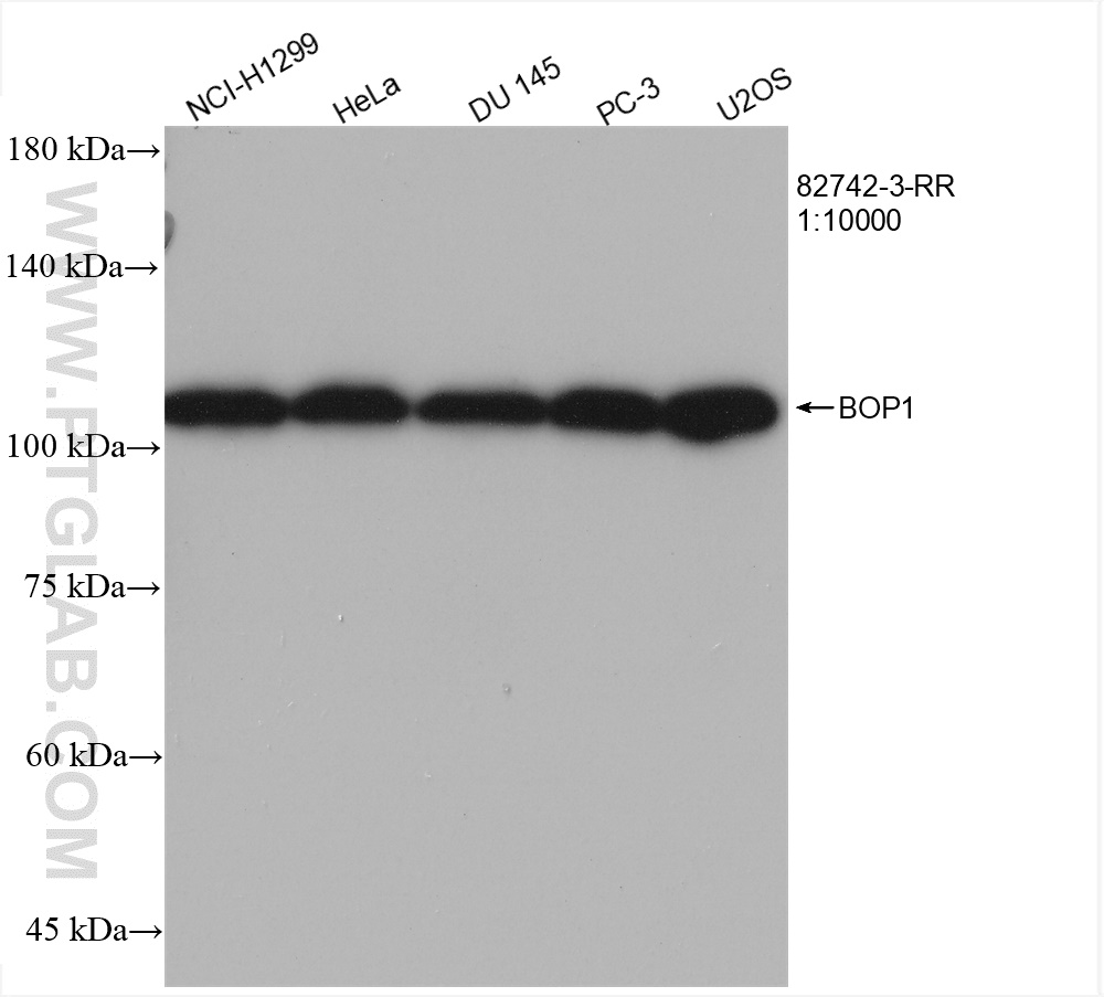 WB analysis using 82742-3-RR