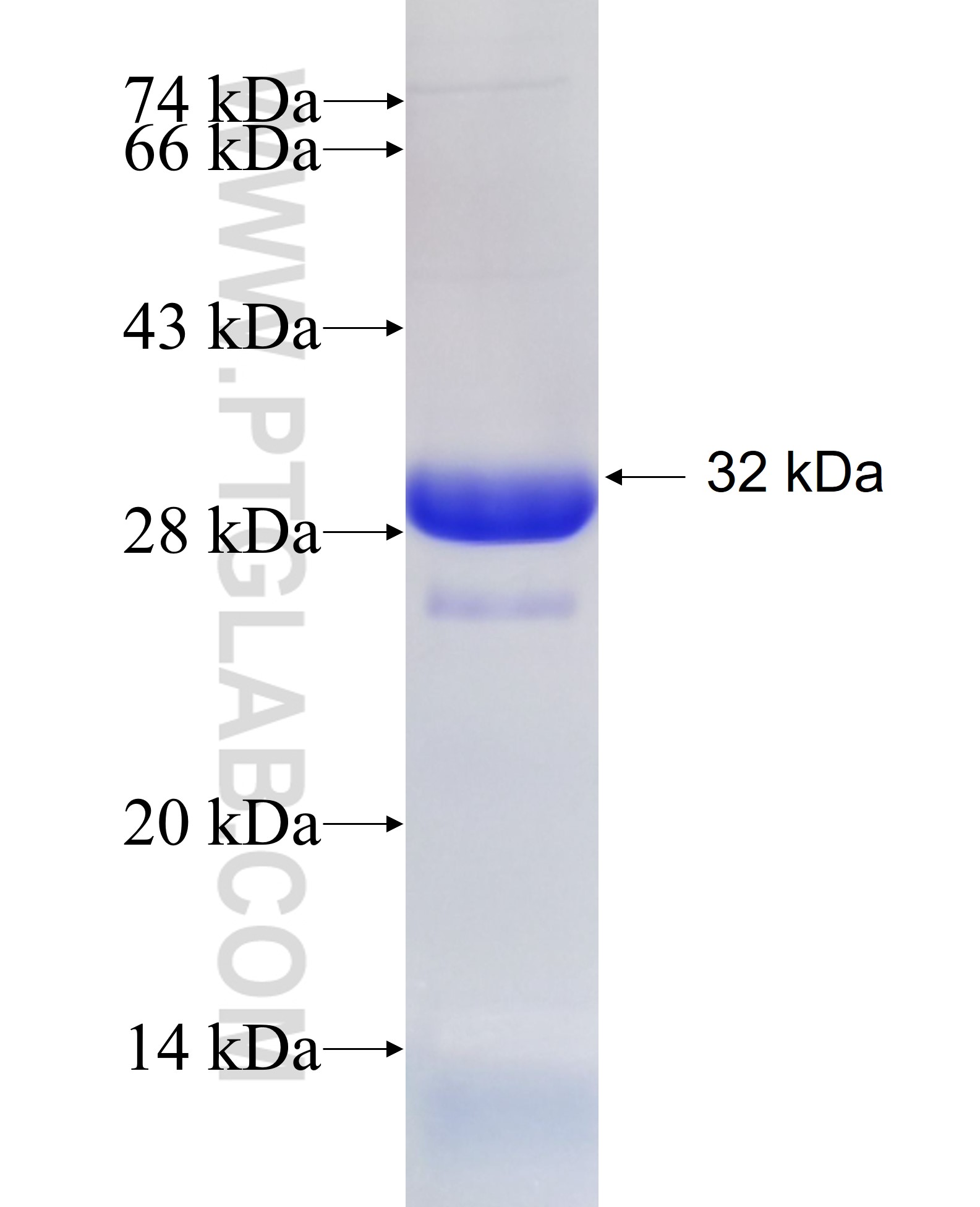 BOP1 fusion protein Ag26669 SDS-PAGE