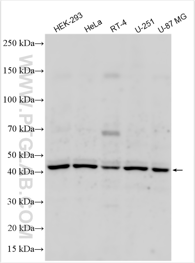 WB analysis using 33196-1-AP
