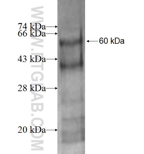 BORIS fusion protein Ag1003 SDS-PAGE