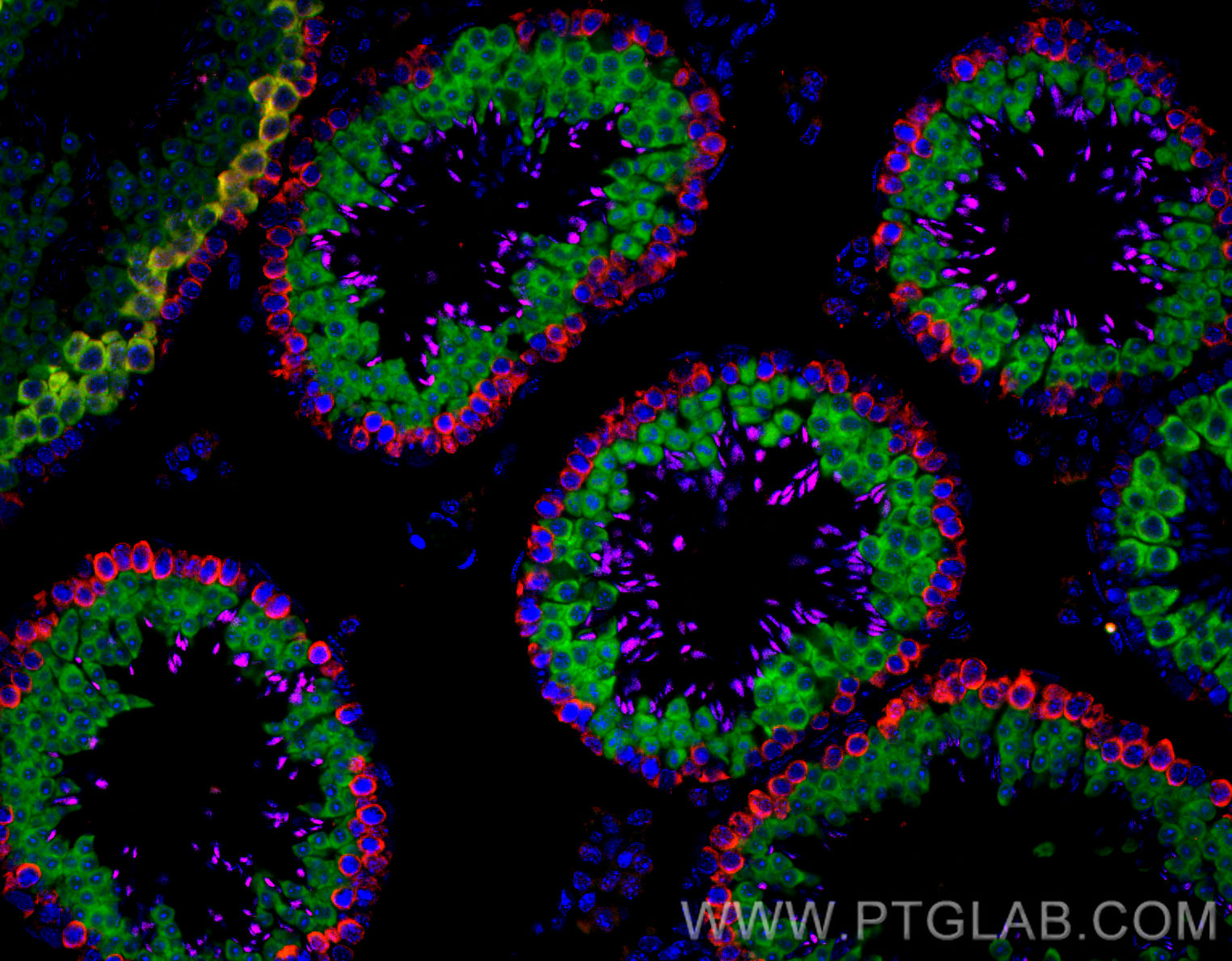 IF Staining of mouse testis using CL488-13720