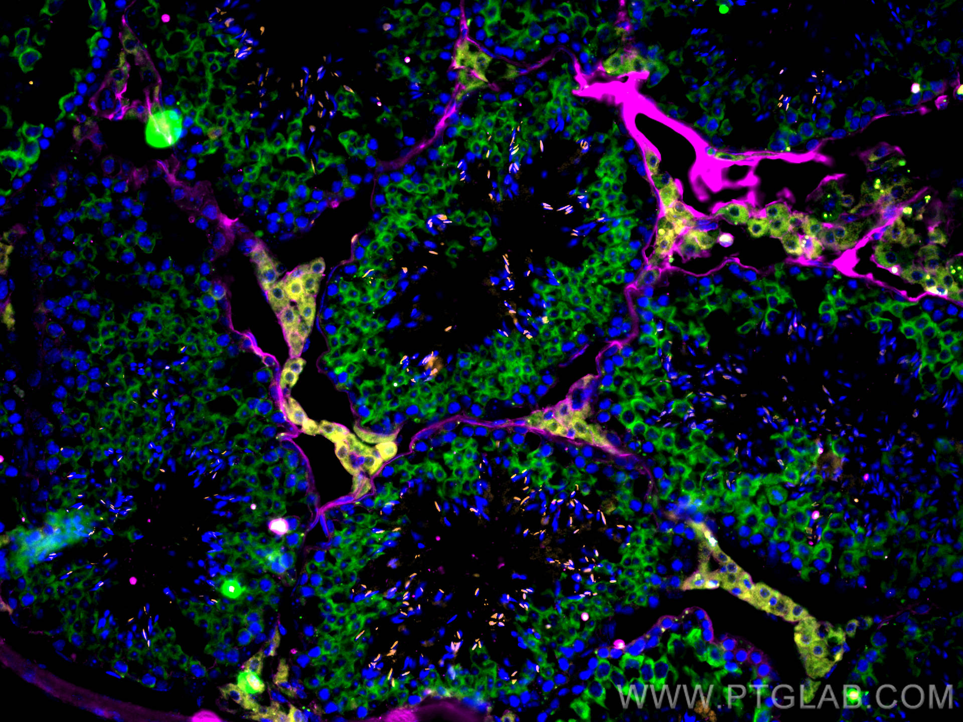 IF Staining of mouse testis using CL488-13720