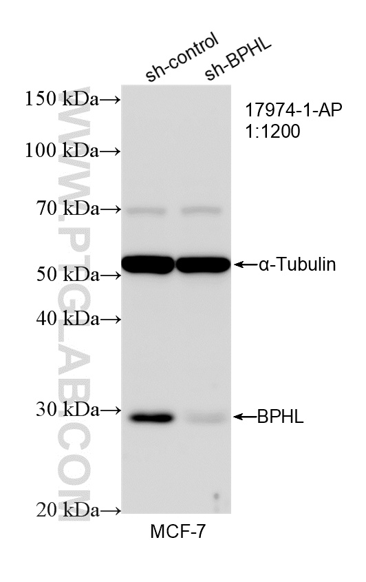 WB analysis of MCF-7 using 17974-1-AP