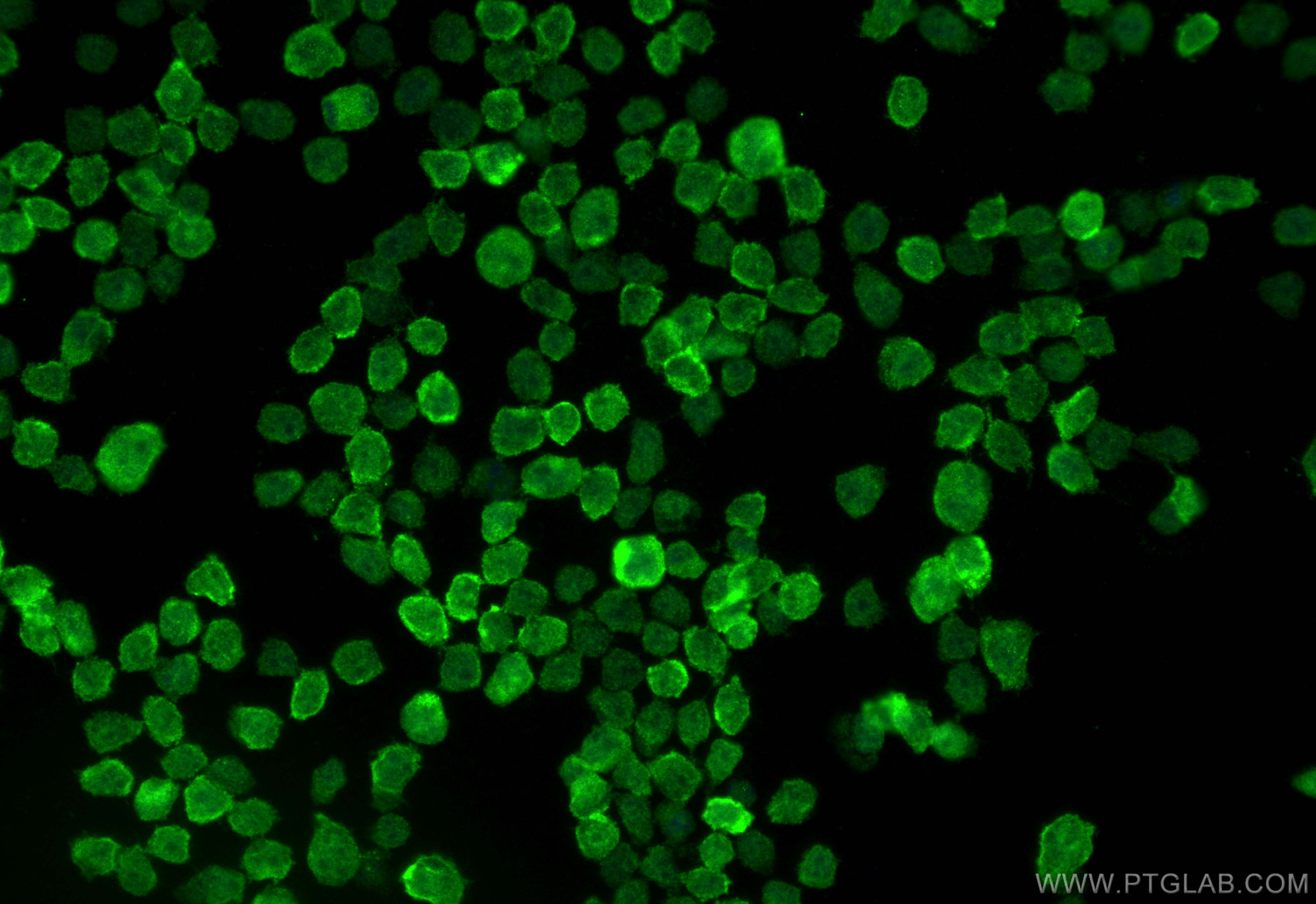 IF Staining of HL-60 using 14368-1-AP