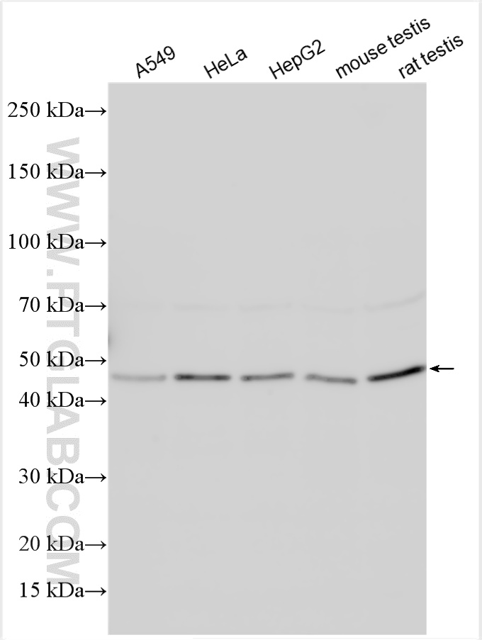 WB analysis using 13461-2-AP