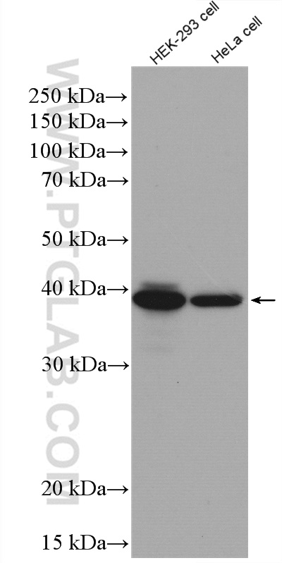 WB analysis of HEK-293 using 16461-1-AP