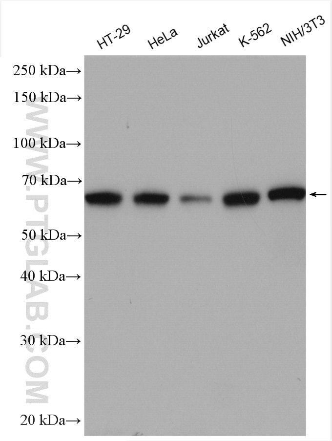 WB analysis using 20899-1-AP