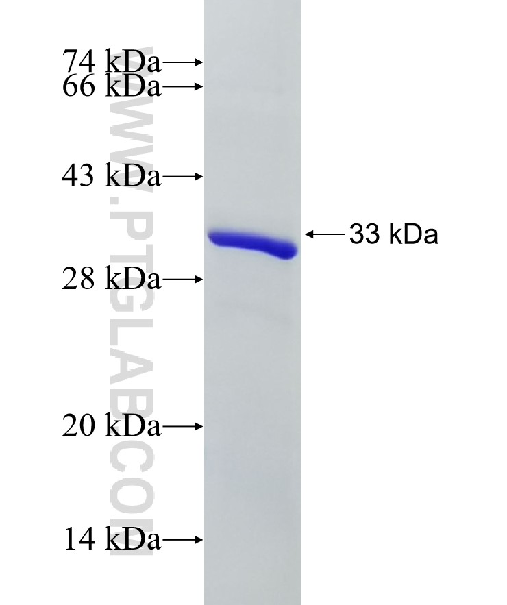 BRAF fusion protein Ag28574 SDS-PAGE