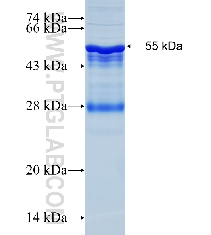 BRAF fusion protein Ag15014 SDS-PAGE