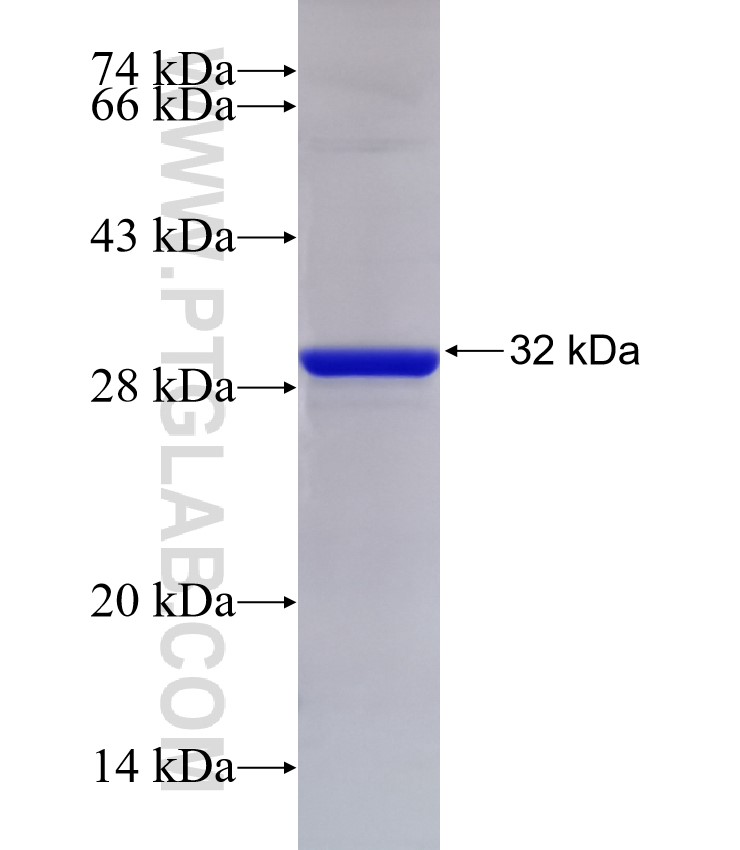 BRAWNIN fusion protein Ag32955 SDS-PAGE