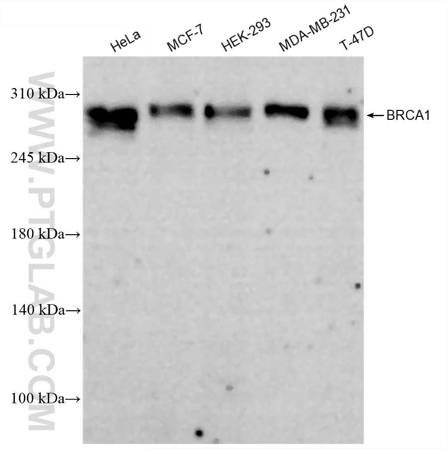 WB analysis using 83390-6-RR (same clone as 83390-6-PBS)