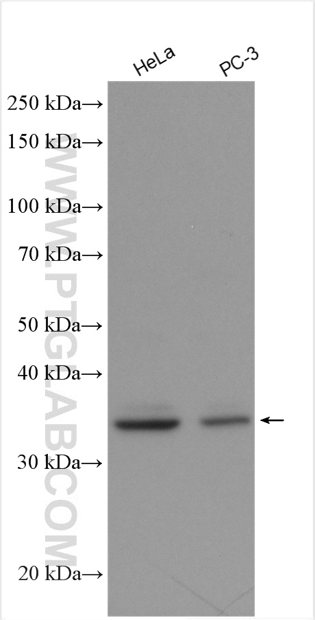 WB analysis using 15391-1-AP