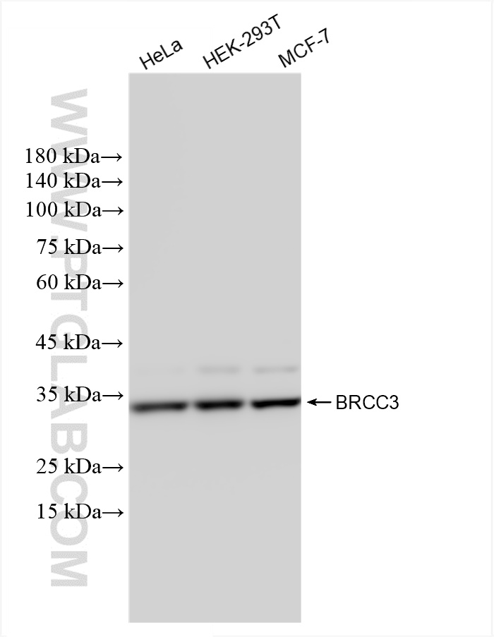 WB analysis using 85430-4-RR