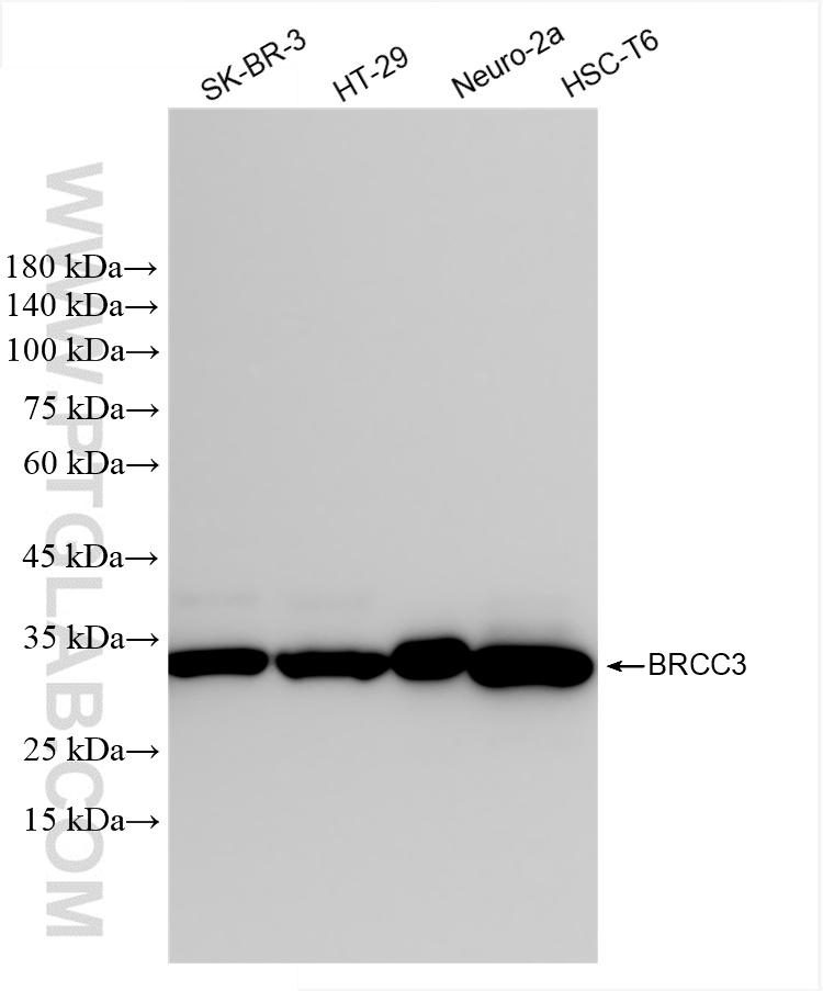 WB analysis using 85430-4-RR