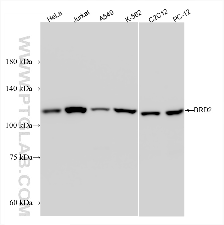 WB analysis using 85990-2-RR (same clone as 85990-2-PBS)
