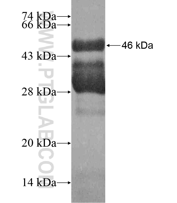 BRD2 fusion protein Ag17589 SDS-PAGE