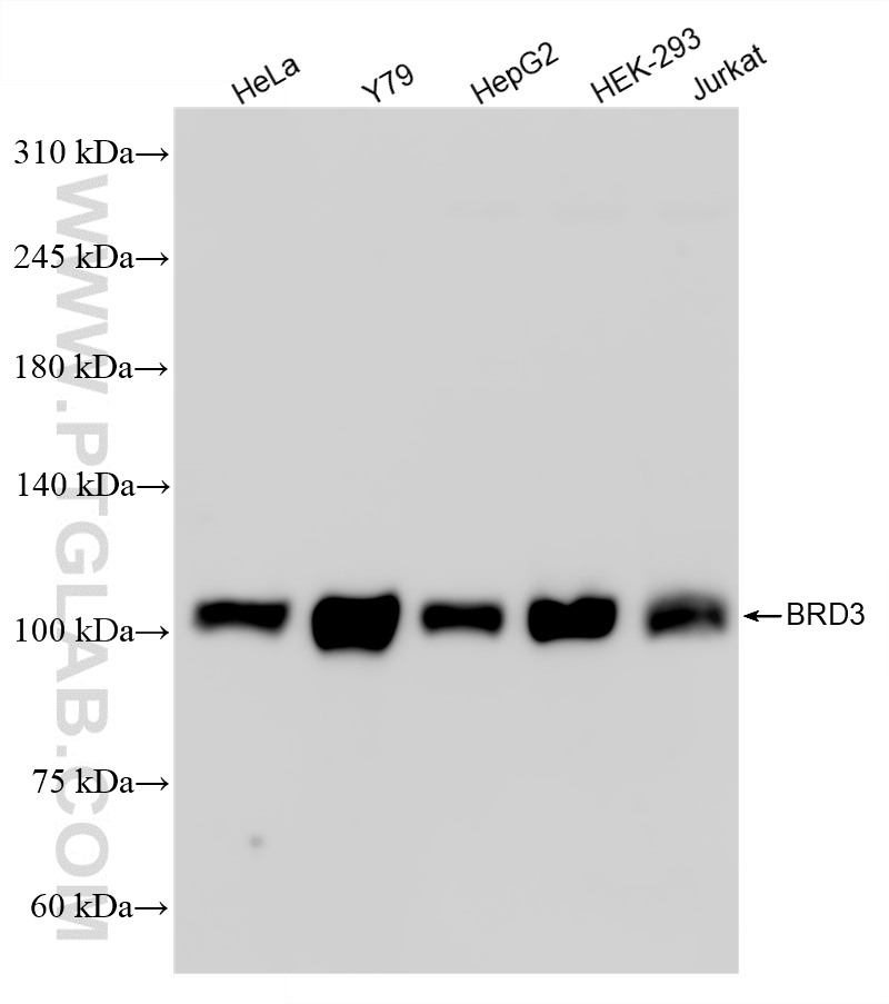 WB analysis using 87030-3-RR