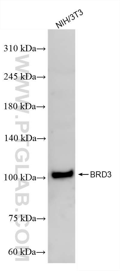 WB analysis of NIH/3T3 using 87030-3-RR