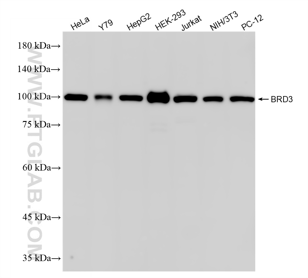 WB analysis using 87030-5-RR