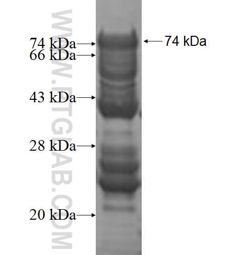 BRD3 fusion protein Ag2433 SDS-PAGE