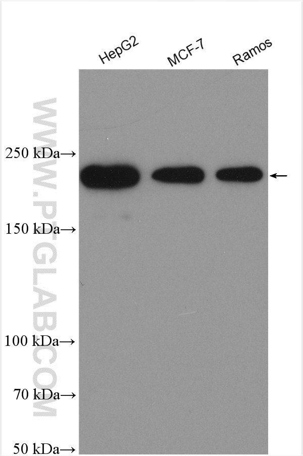 WB analysis using 28486-1-AP